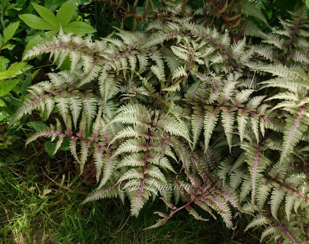 Мозаика листвы: Athyrium nipponicum "Red Beauty" ? ?