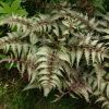 Мозаика листвы: Athyrium nipponicum "Red Beauty" 💚 💖