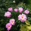 "Pink Delight" - новинка в нашем саду. Куст невысокий, компактный, лепестки расположены "ярусами". 🌸
