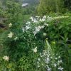 Вот так почему-то согнуло дождём птицемлечник (Ornitogallum magnum) 😍🌱