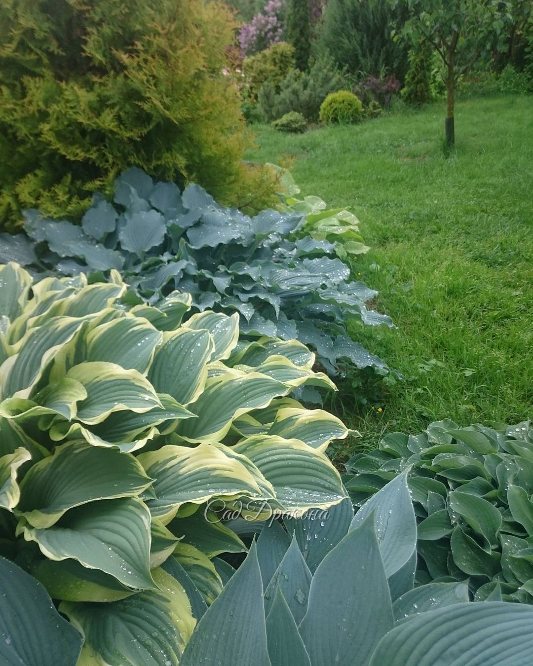 Мокрые хосты. Дождь им на пользу. ??? Hosta after rain ? ?