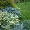 Мокрые хосты. Дождь им на пользу. 🌱🌱🌱 Hosta after rain ☔ 🌱