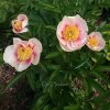 Paeonia "Athena" (Saunders 1955г.) @ Сад Дракона - частный ботанический сад