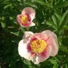 Paeonia "Athena" @ Сад Дракона - частный ботанический сад