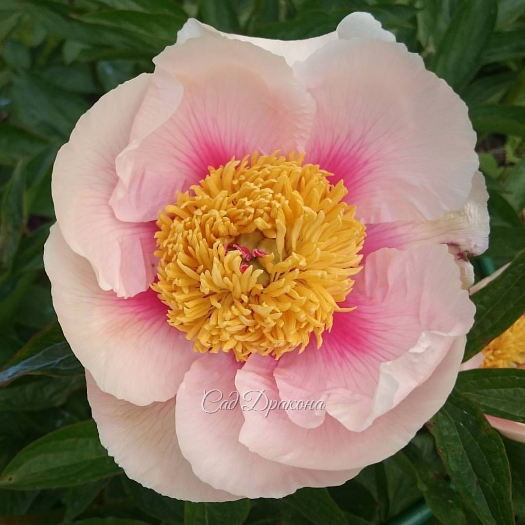 Paeonia "Athena" @ Сад Дракона - частный ботанический сад