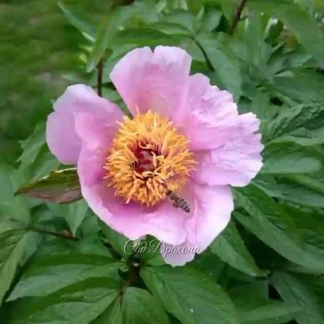 "Mai Fleuri" @ Сад Дракона - частный ботанический сад