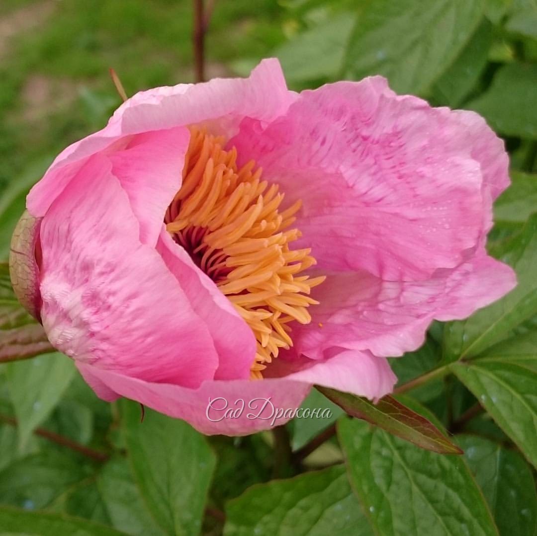"Mai Fleuri" @ Сад Дракона - частный ботанический сад
