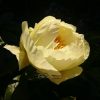 "Lemon Chiffon" @ Сад Дракона - частный ботанический сад