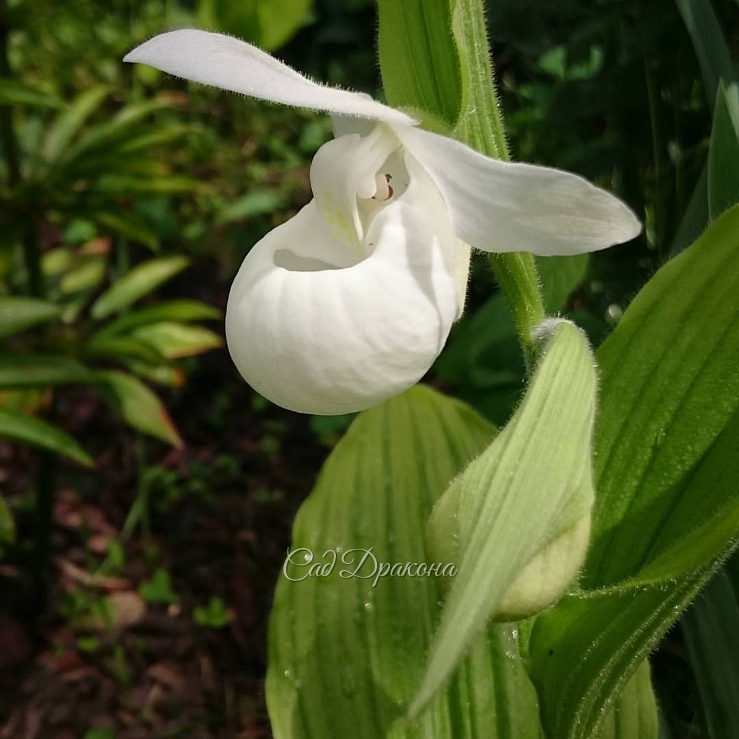 Cypripedium regina var. Alba. @ Сад Дракона - частный ботанический сад