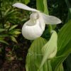 Cypripedium regina var. Alba. @ Сад Дракона - частный ботанический сад