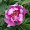 "Sonoma Amethyst" @ Сад Дракона - частный ботанический сад