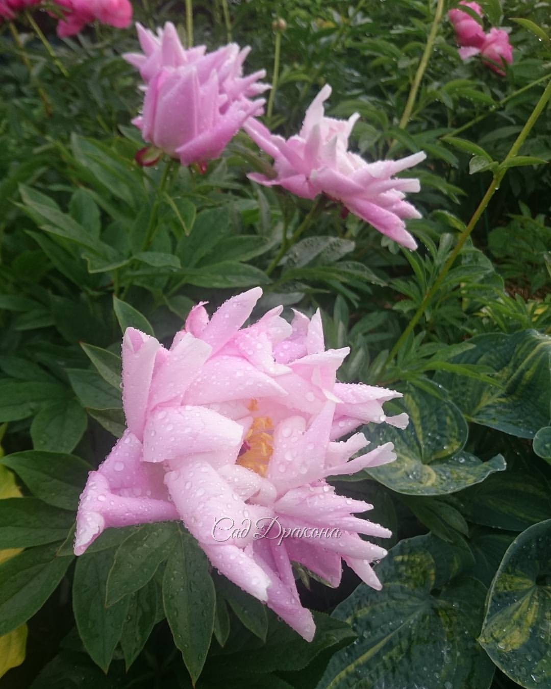 "Pink Delight" @ Сад Дракона - частный ботанический сад