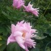 "Pink Delight" @ Сад Дракона - частный ботанический сад