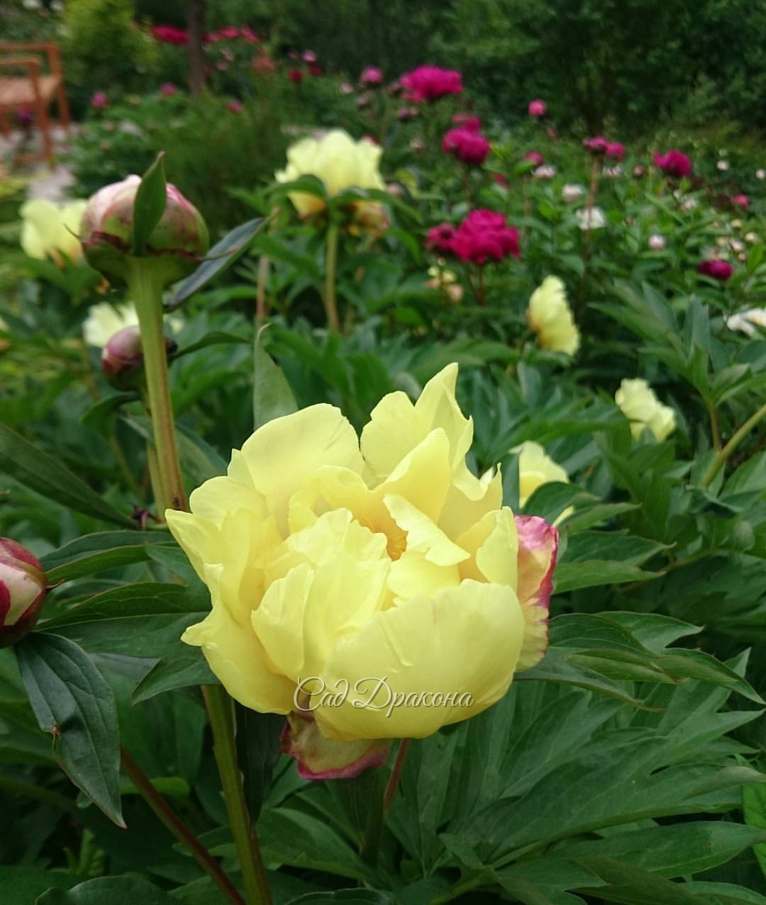 "Smith Family Yellow" @ Сад Дракона - частный ботанический сад