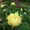 "Smith Family Yellow" @ Сад Дракона - частный ботанический сад