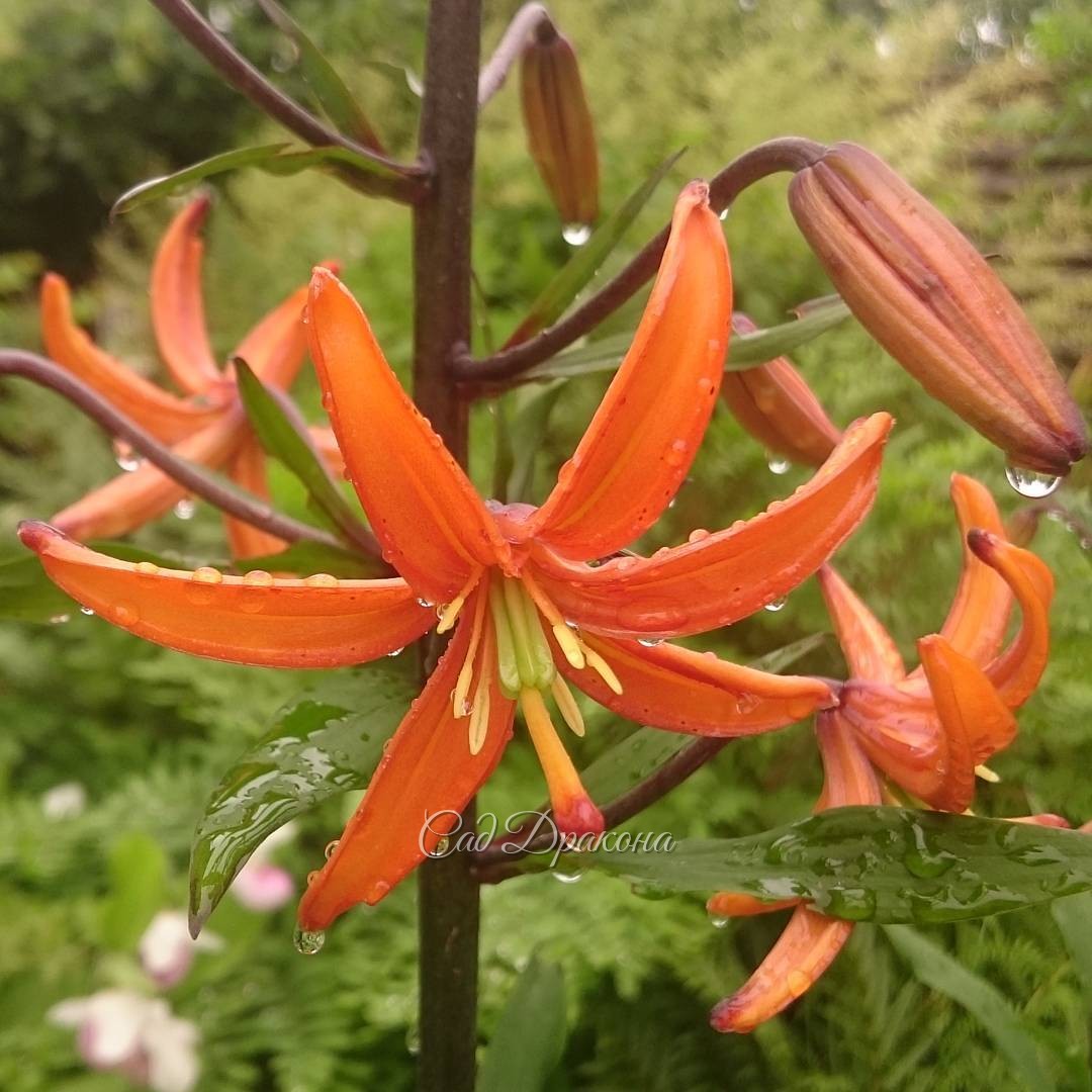 Зацвёл первый мартагон (Lillium martagon) - прекрасный, жаркий, оранжевый "Orange Marmalade" ? Эти лилии любят влагу, и явно радуются такой погоде. ??