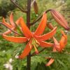 Зацвёл первый мартагон (Lillium martagon) - прекрасный, жаркий, оранжевый "Orange Marmalade" ✨ Эти лилии любят влагу, и явно радуются такой погоде. 😊💛