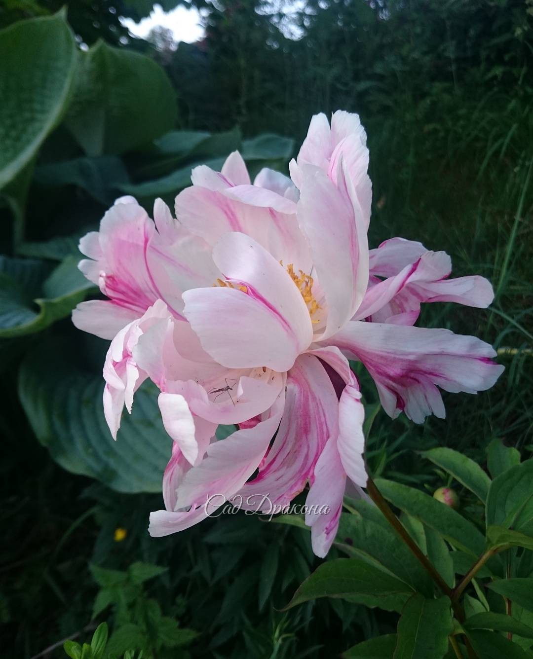 Ещё один "кактусовый" сорт - "Pink Spinners" ??