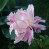 Ещё один "кактусовый" сорт - "Pink Spinners" 😘🌸