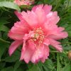 "Julia Rose". Оказывается, есть такая роза - "Julia" . Её ли имел ввиду создатель сорта? Или это имя любимой им женщины?