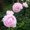 "Sarah Bernhardt" у нас из Государственного Ботанического сада им. Цицина.