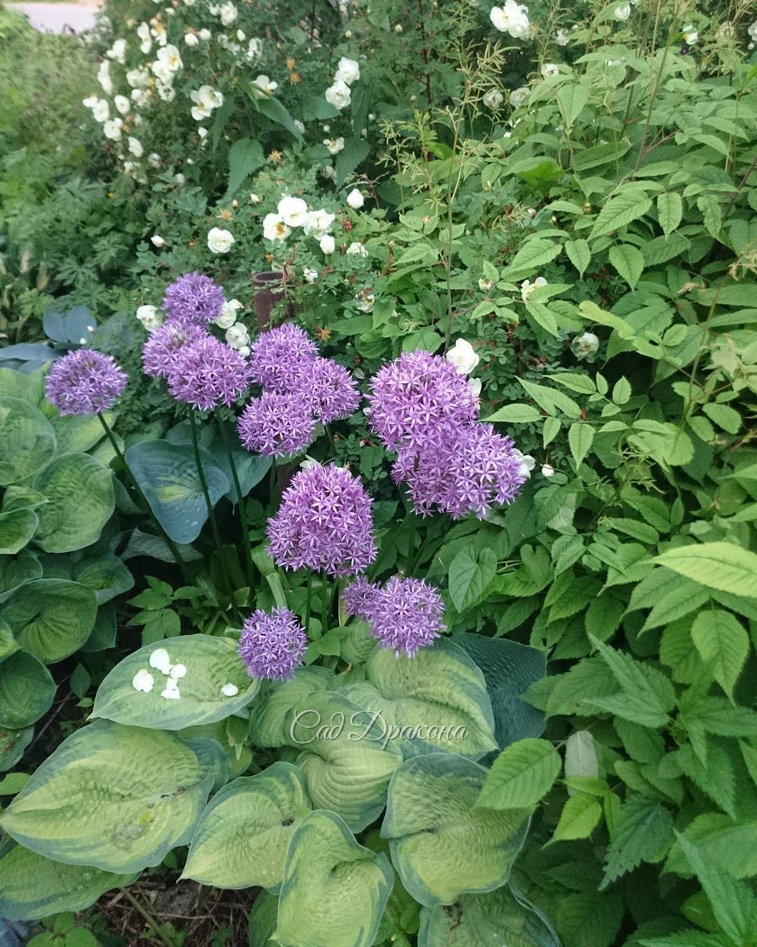 Когда цвели и осыпались розы...