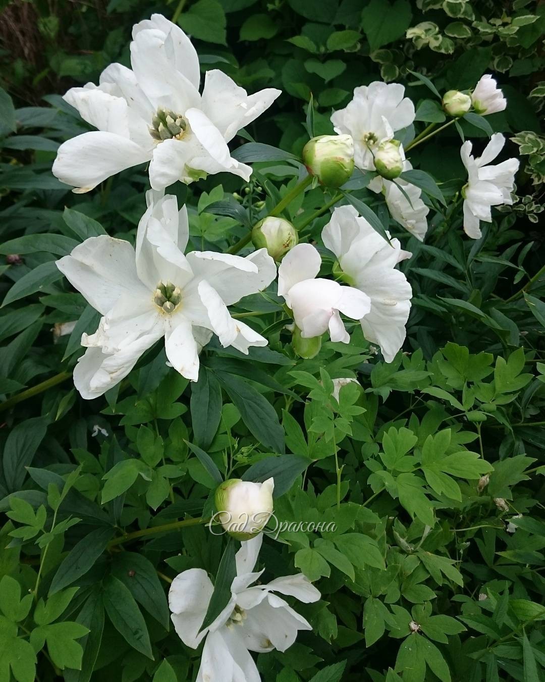 Paeonia "White Innocence" Пион из белого сада, удивительный "White Innocence" ? Его высота 1,8м, цветок непохож ни на какой другой, особенно чуднЫми кажутся маленькие серые пестики почти без тычинок. ? Он цветёт букетами.. Браво, мистер A. Saunders, вам у