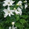 Paeonia "White Innocence" Пион из белого сада, удивительный "White Innocence" 💚 Его высота 1,8м, цветок непохож ни на какой другой, особенно чуднЫми кажутся маленькие серые пестики почти без тычинок. 💚 Он цветёт букетами.. Браво, мистер A. Saunders, вам у