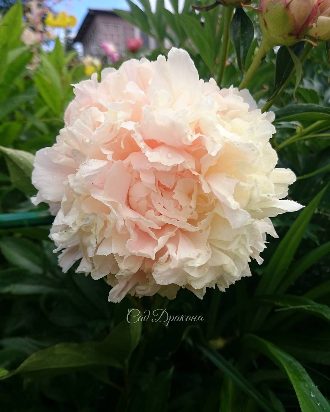 Волшебного цвета - персиково-кремово-розовый "Summer Glow" ? Peony "Summer Glow"