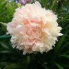 Волшебного цвета - персиково-кремово-розовый "Summer Glow" 💮 Peony "Summer Glow"