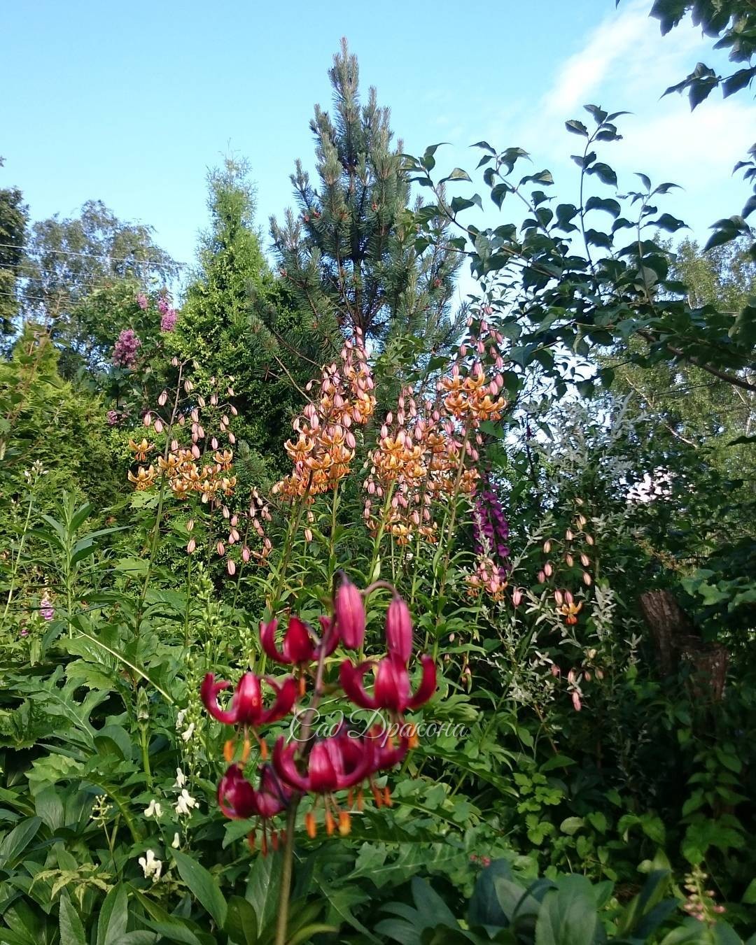 Мартагоны ? Lillium martagon