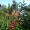 Мартагоны 🌺 Lillium martagon