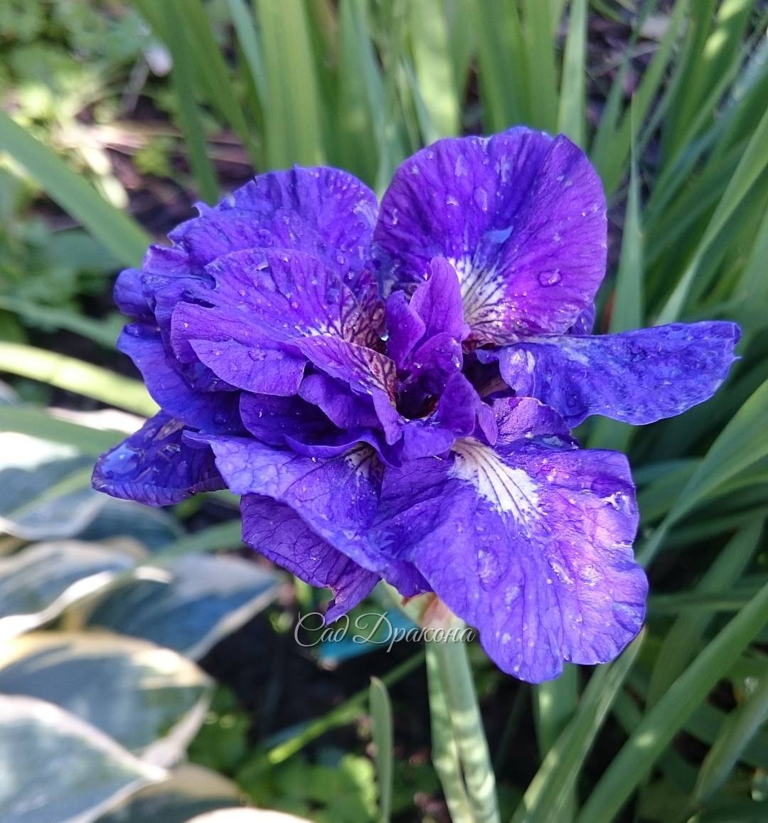 Ирис сибирский, махровый сорт "Kabley" ?Iris sibirica "Kabley"