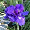 Ирис сибирский, махровый сорт "Kabley" 💜Iris sibirica "Kabley"