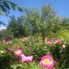 Пионы цветут в нижнем саду. 🌸💚🌸💚🌸