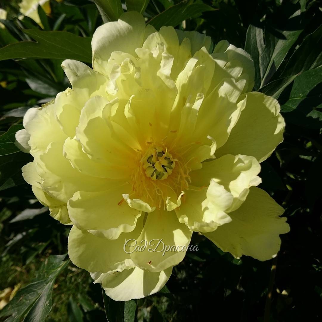 "Smith Family Yellow", новый ИТО-гибрид чисто-жёлтого, светлого цвета. Куст очень большой, больше метра в диаметре и метр в высоту. А мы не учли при посадке.. ?? Осенью придётся вынимать из-под него другой "задавленный" сорт. ? ??