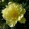 "Smith Family Yellow", новый ИТО-гибрид чисто-жёлтого, светлого цвета. Куст очень большой, больше метра в диаметре и метр в высоту. А мы не учли при посадке.. 🤔🙄 Осенью придётся вынимать из-под него другой "задавленный" сорт. 😊 💖💛