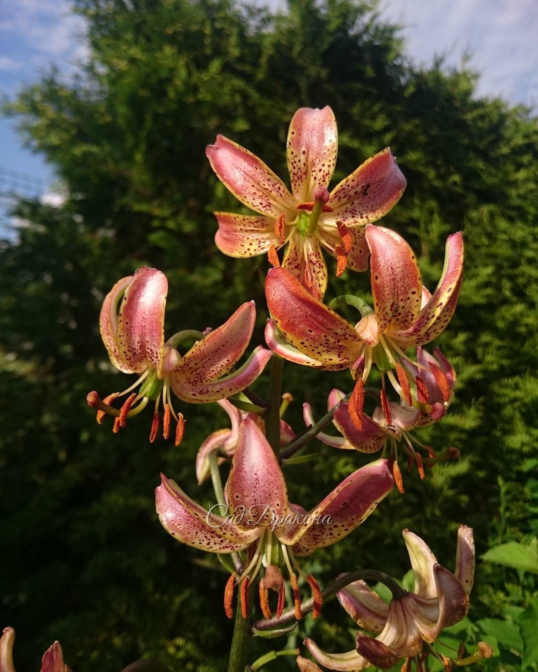 Лилия мартагон "Slate Seedlings" ? Lillium martagon "Slate Seedlings"