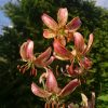 Лилия мартагон "Slate Seedlings" 🌺 Lillium martagon "Slate Seedlings"