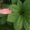 Роджерсия перистая. За два дождливых сезона она набралась сил и теперь её листья впечатляющих размеров! 😍🌱😄 Rodgersia pinnata. 💚