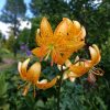 Лилия мартагон "Hansonii". 💛 Солнышко с веснушками 😊☀