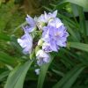 Махровая голубая традесканция. 💙 "Цвет небесный, синий цвет..." 💙💚💙 Tradescantia andersoniana.