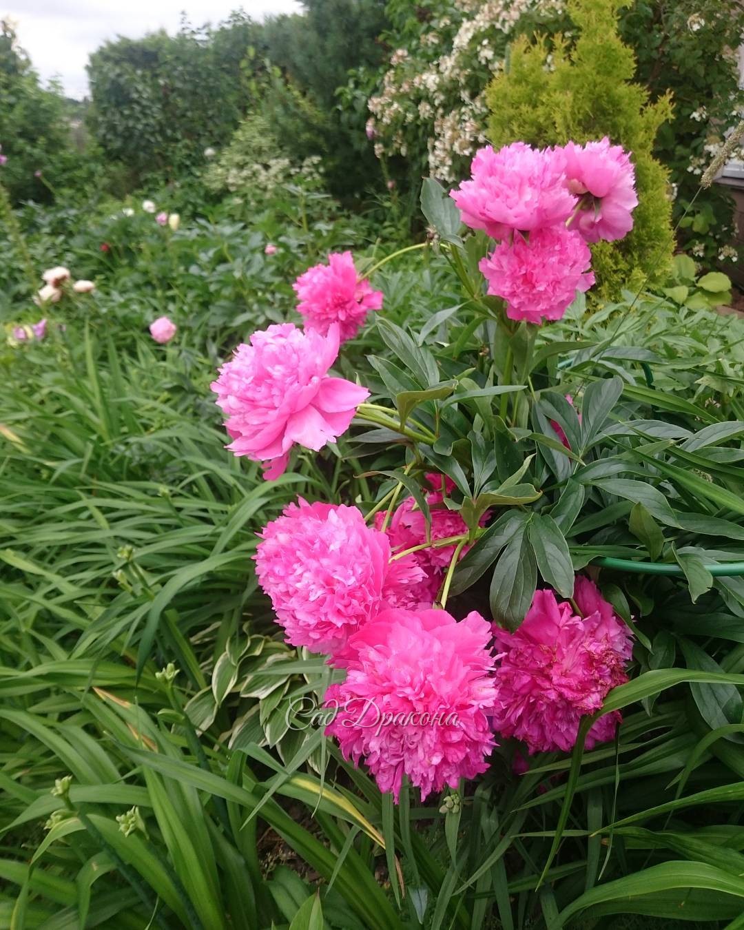 Последний. Нет, предпоследний. ? Всё же предпредпоследний пион.? Peony "Pink Jazz" ???