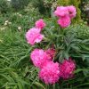 Последний. Нет, предпоследний. 😊 Всё же предпредпоследний пион.💮 Peony "Pink Jazz" 💖🌸💖