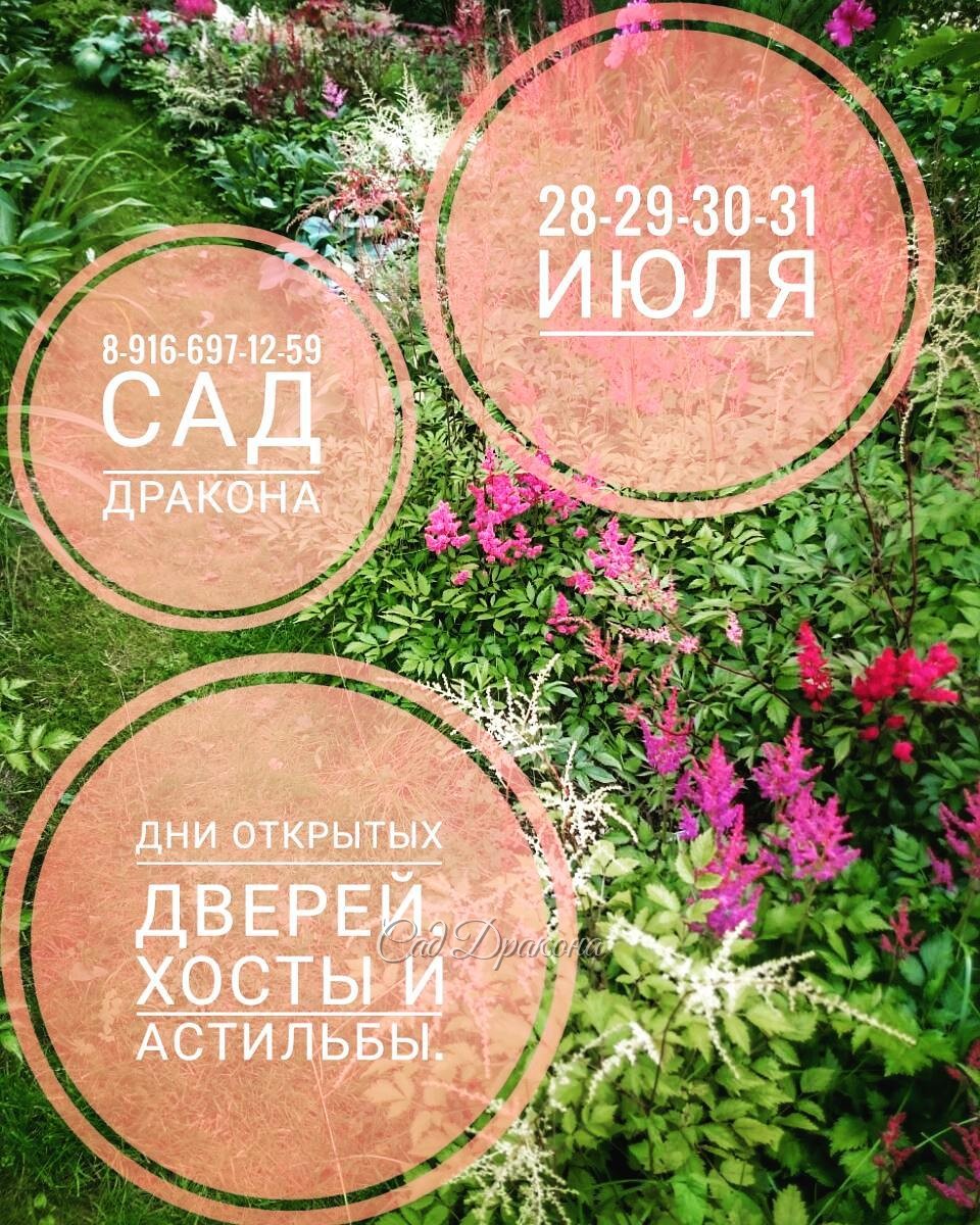 А ещё цветут ранние лилейники, вероникаструмы, всякие ромашки-лютики ? Добро пожаловать к нам в сад ????????