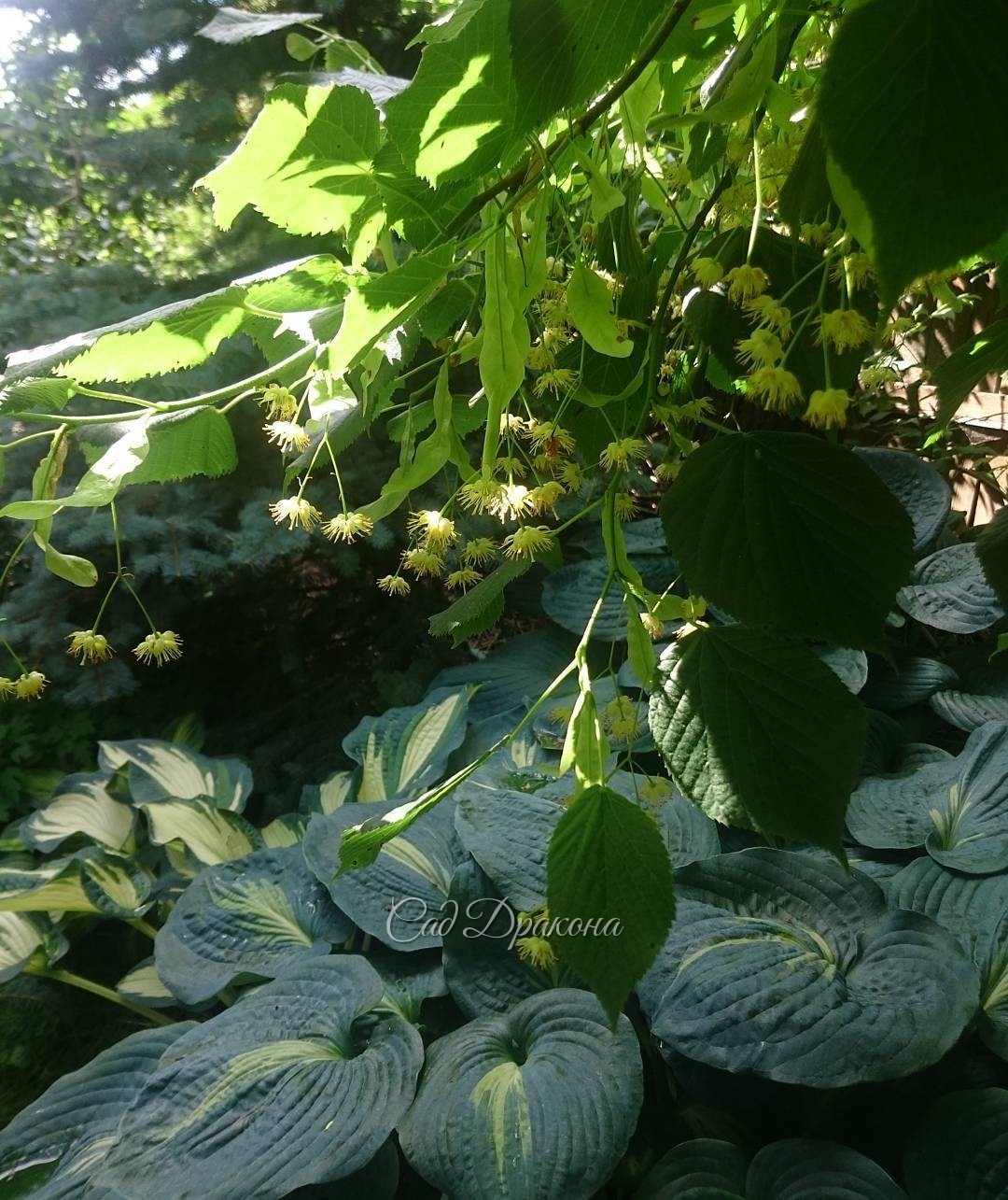 Любимый сладкий аромат цветущей липы. ????? Tilia platyphillos ?