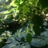 Любимый сладкий аромат цветущей липы. 💛💚💛💚💛 Tilia platyphillos 💛