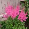 Это астильба Ploni (Mighty Plini) метровой высоты. 🌸🌸🌸