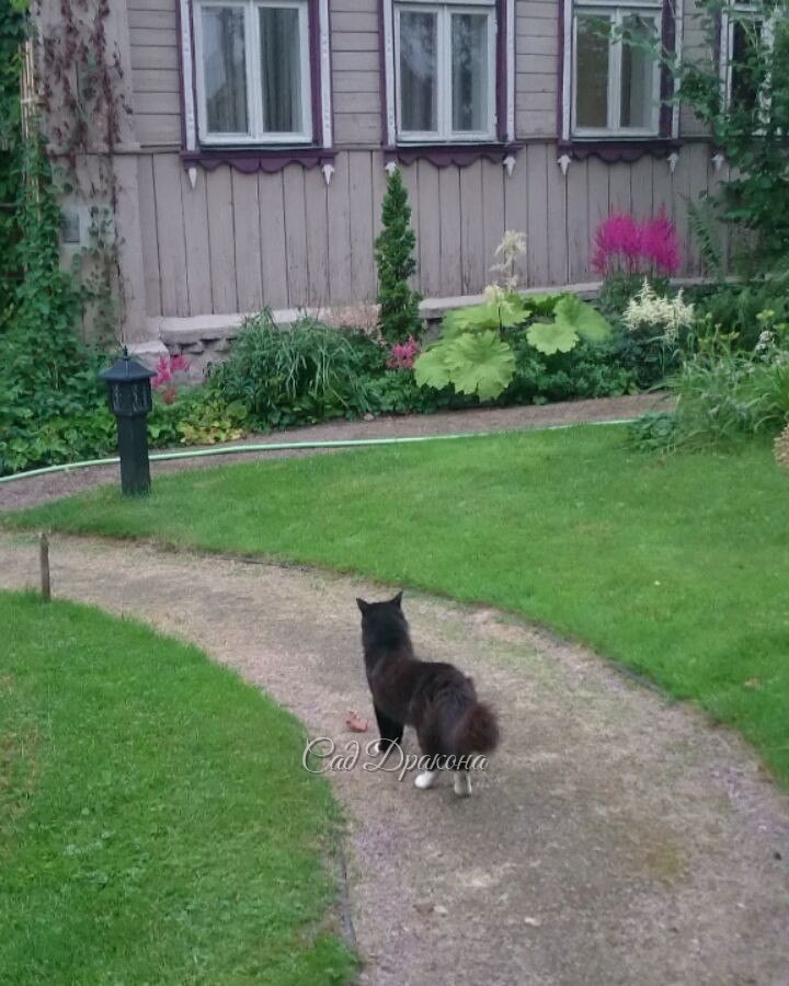 Вечерние прогулки 🐱👦🌾 @ Сад Дракона - частный ботанический сад