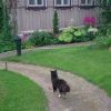 Вечерние прогулки 🐱👦🌾 @ Сад Дракона - частный ботанический сад